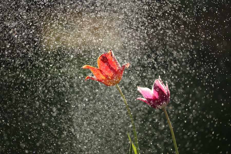 爽やかの雨に濡れた、赤い花