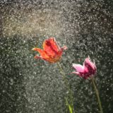 水滴を浴びるフレッシュな花