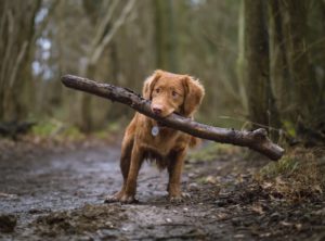 大きな木の枝をくわえた犬